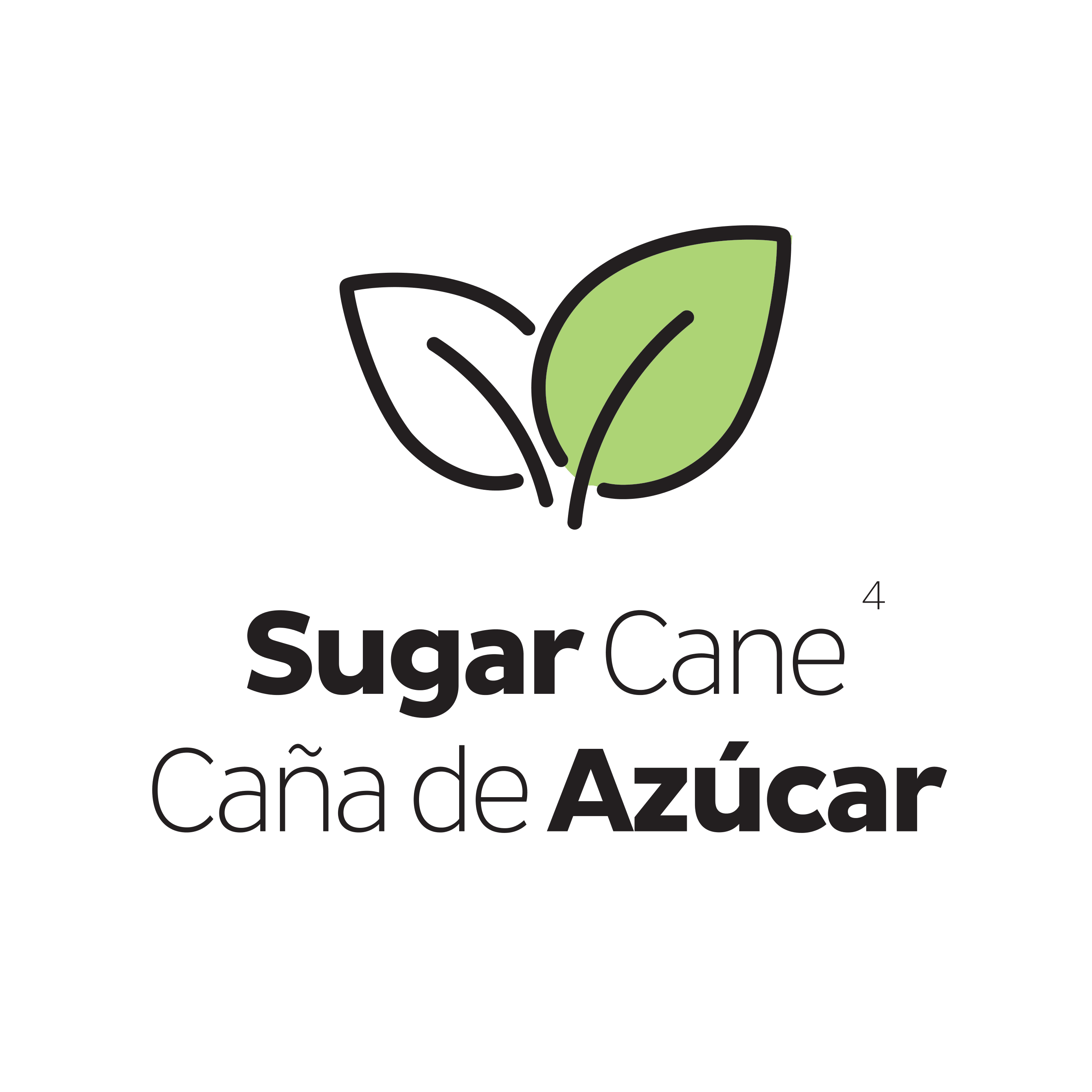 Sugar Cane